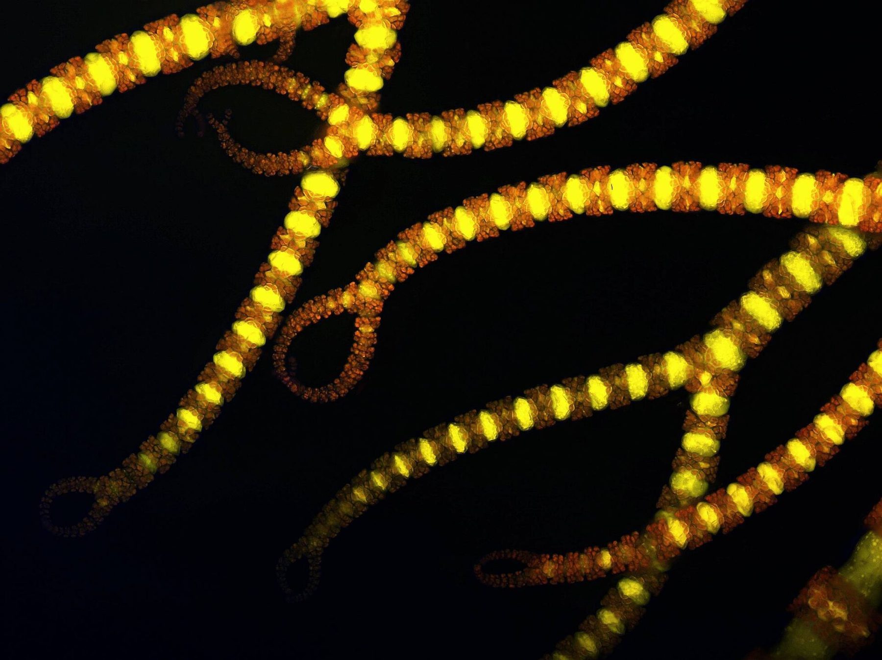 Red alga filaments