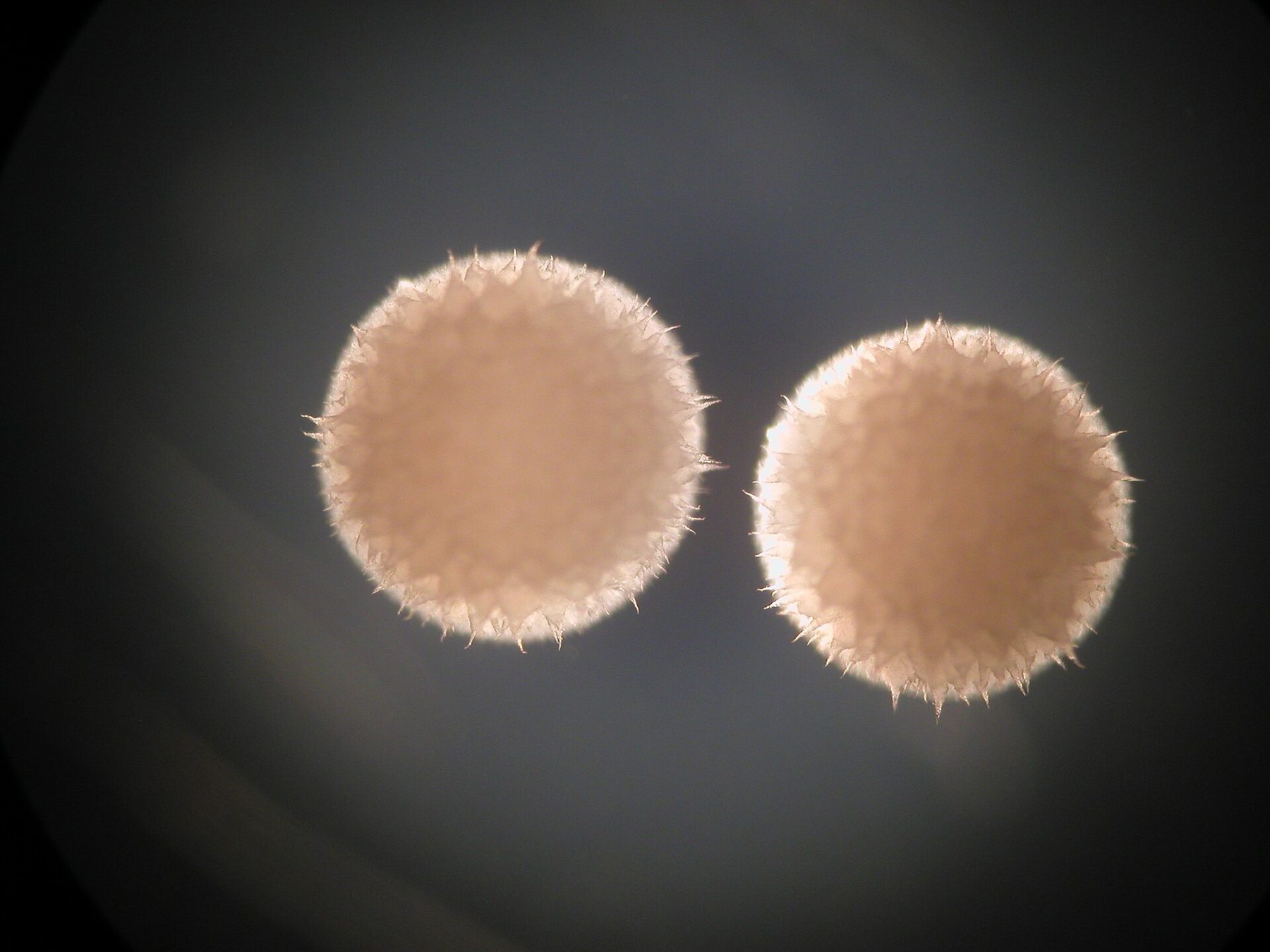 Bacterial colonies