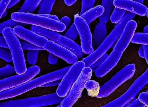 Scanning electron micrograph of rod-shaped Escherichia coli bacteria, coloured blue